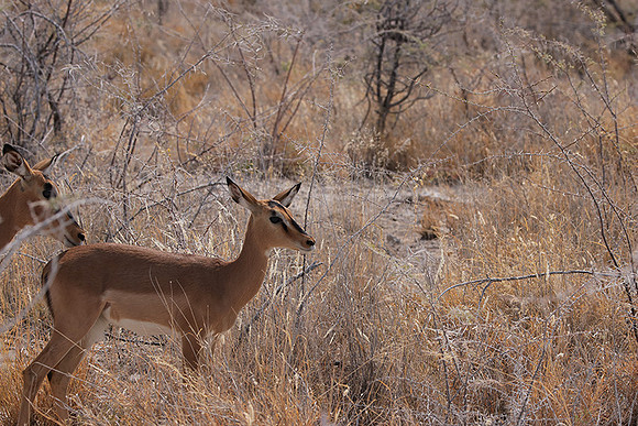 Black-faced impala - Etosha