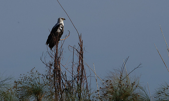 Delta of Okavango