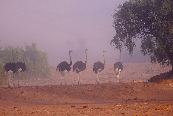 Damaraland