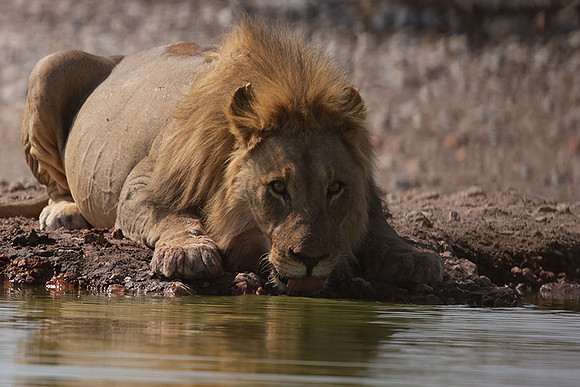 Ongava Private Reserve
