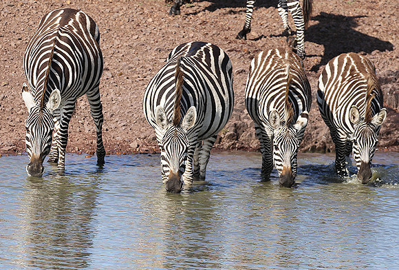 Serengeti - Grumeti Private Reserve