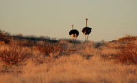 Damaraland