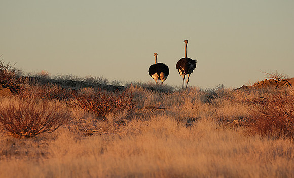 Damaraland