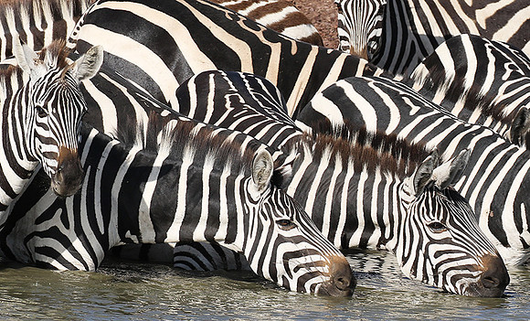 Serengeti - Grumeti Private Reserve