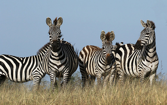 Serengeti - Grumeti Private Reserve