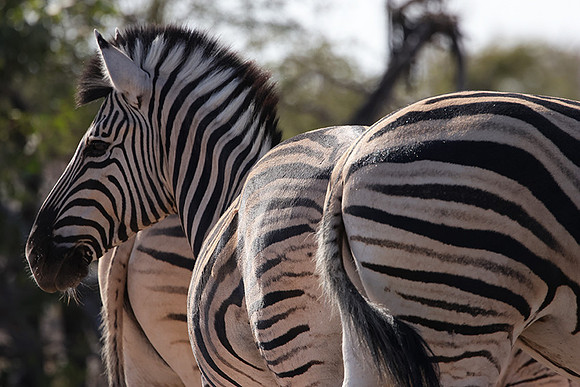Burchell's zebra - Ongava Private Reserve