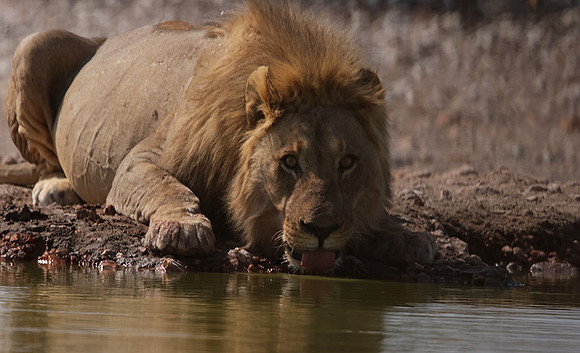 Ongava Private Reserve