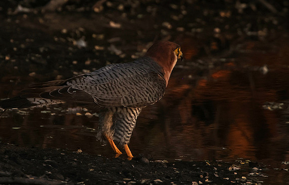 Red-necked falcon - Tau Pan