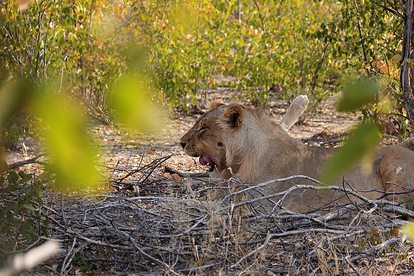 Ongava Private Reserve