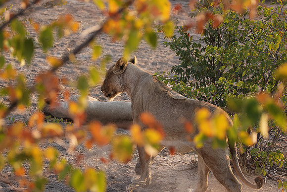 Ongava Private Reserve