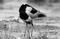 Blacksmith lapwing - Onguma Private reserve