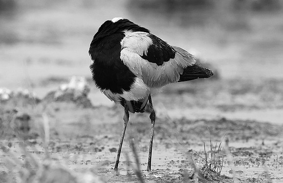 Blacksmith lapwing - Onguma Private reserve