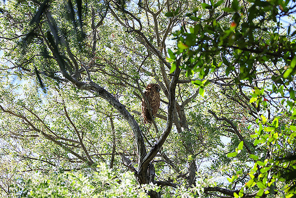 Pel's fishing owl - Delta of Okavango