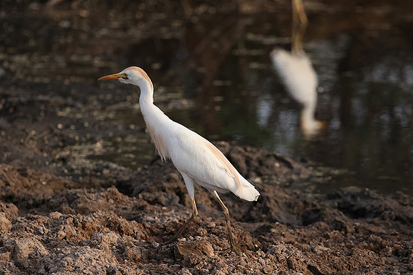 Cattle egret - Tau Pan