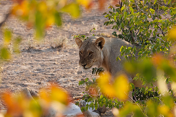 Ongava Private Reserve