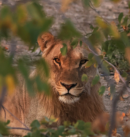Ongava Private Reserve