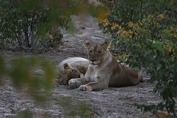 Ongava Private Reserve