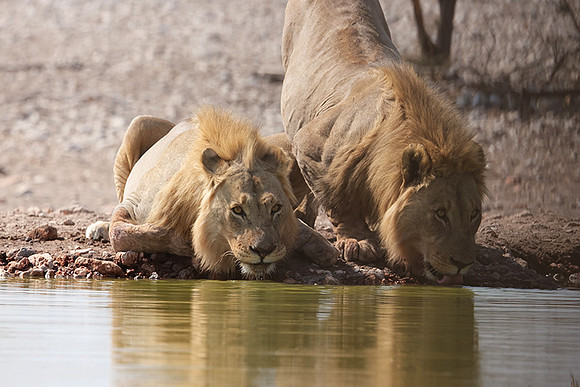 Ongava Private Reserve