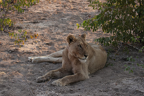 Ongava Private Reserve
