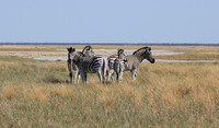 Nxai Pan