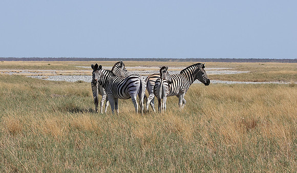 Nxai Pan