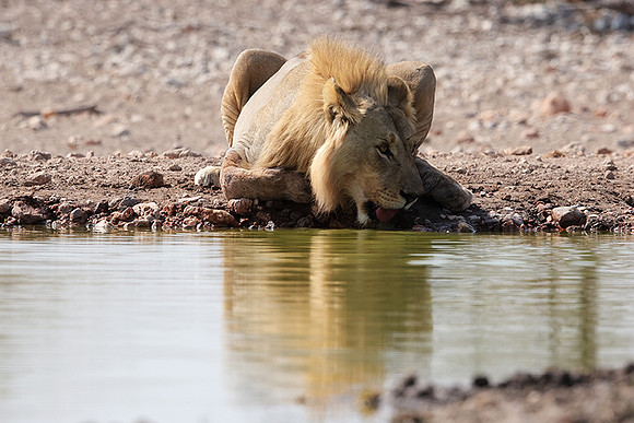 Ongava Private Reserve