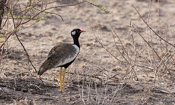 Northern black korhaan - Tau Pan