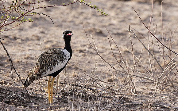 Northern black korhaan - Tau Pan