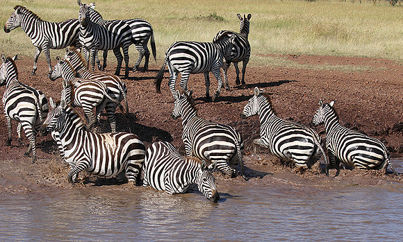 Serengeti - Grumeti Private Reserve