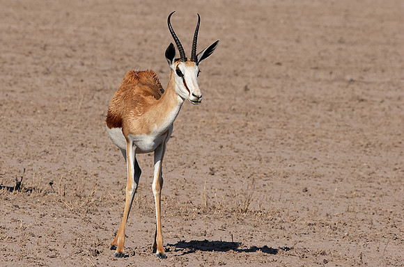 Nxai Pan
