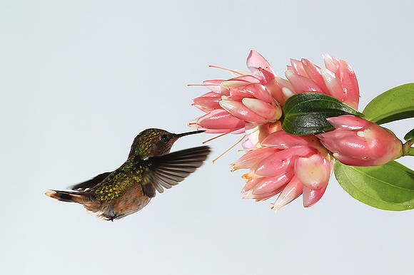 Volcano humming bird