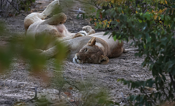 Ongava Private Reserve