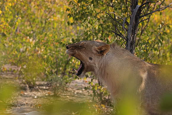 Ongava Private Reserve