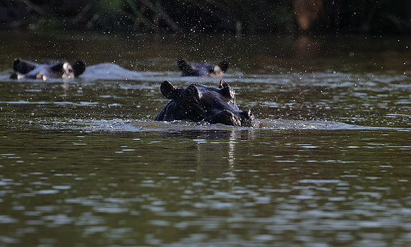 Delta of Okavango