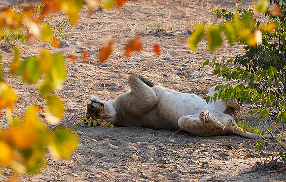 Ongava Private Reserve