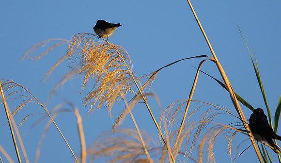 Barn swallow - Delta of Okavango