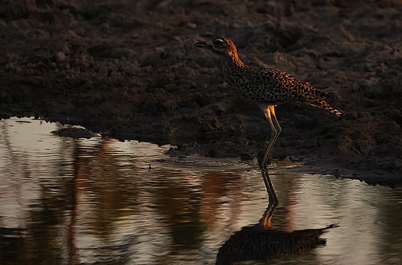 Spotted thick-knee - Tau Pan
