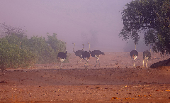 Damaraland