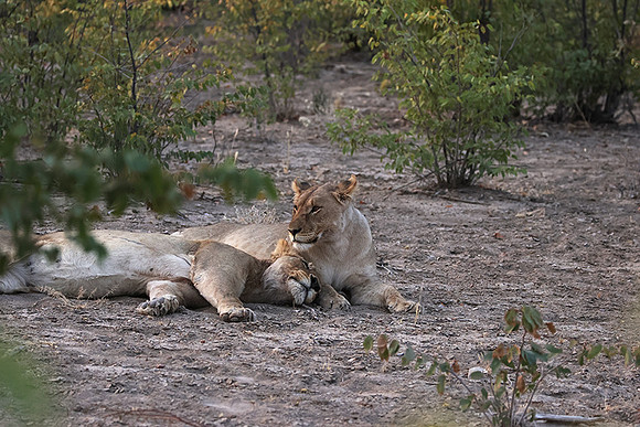 Ongava Private Reserve