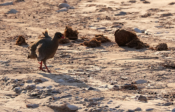 Red-billed spurfowl - Hoanib river bed