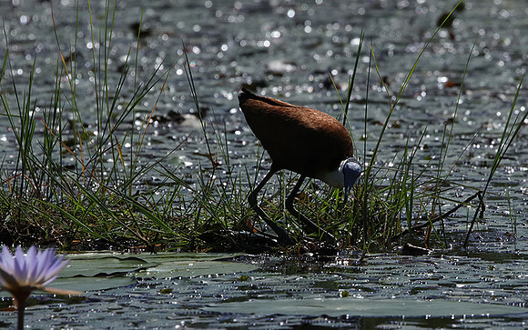 African jacana - Delta Of Okavango