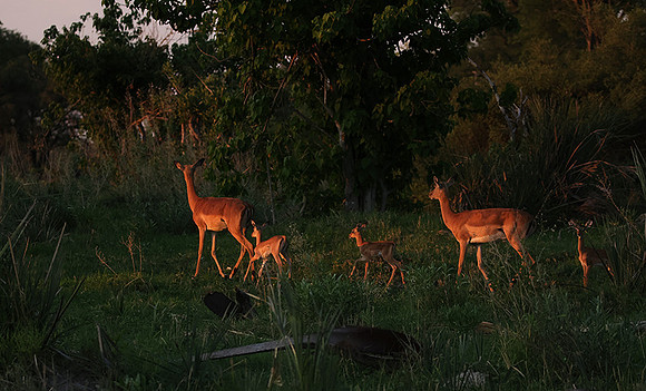 Delta of Okavango