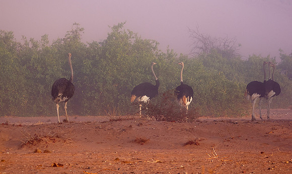 Damaraland