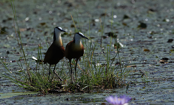 African jacana - Delta Of Okavango