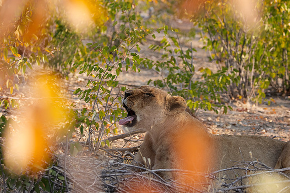 Ongava Private Reserve