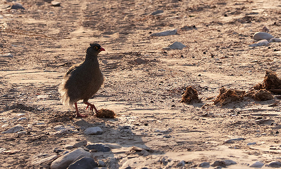 Red-billed spurfowl - Hoanib river bed