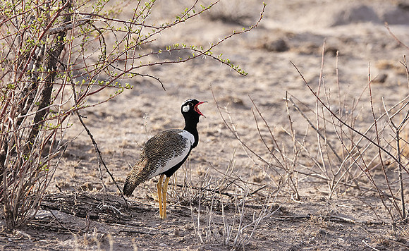 Northern black korhaan - Tau Pan