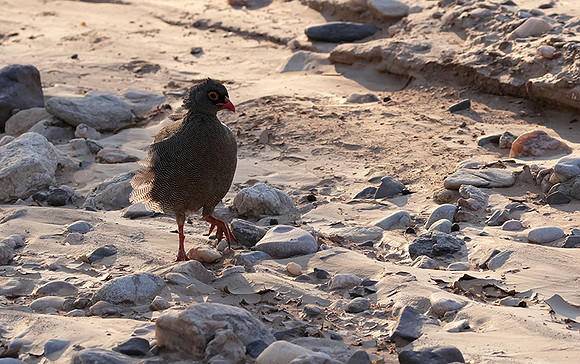 Red-billed spurfowl - Hoanib river bed