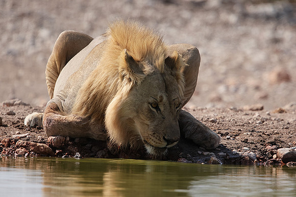 Ongava Private Reserve