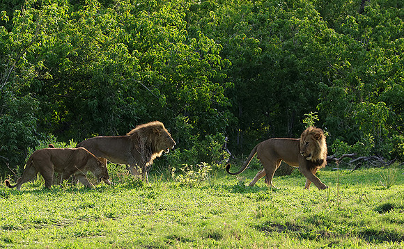 Delta of Okavango